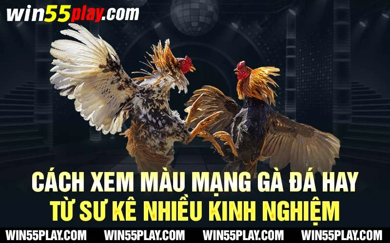 Cách xem màu mạng gà đá hay từ sư kê nhiều kinh nghiệm