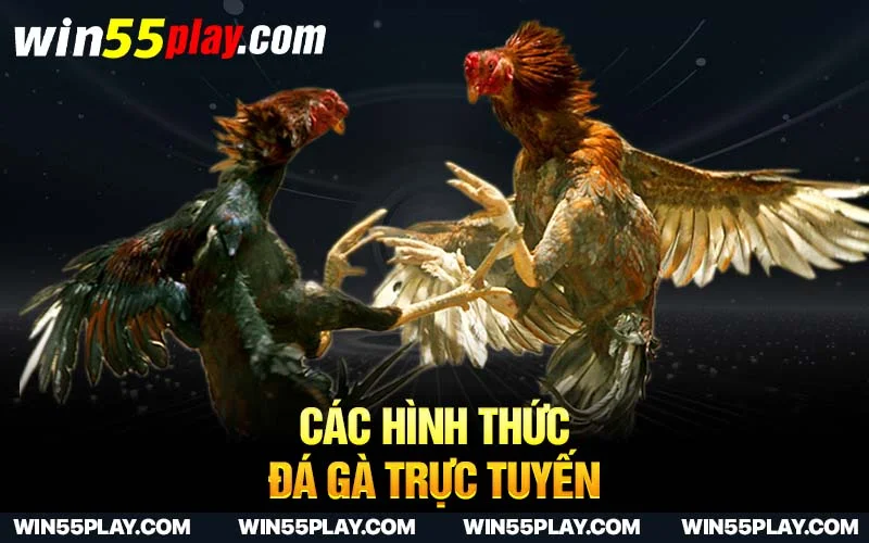 Các hình thức đá gà trực tuyến chuyên nghiệp tại SV388