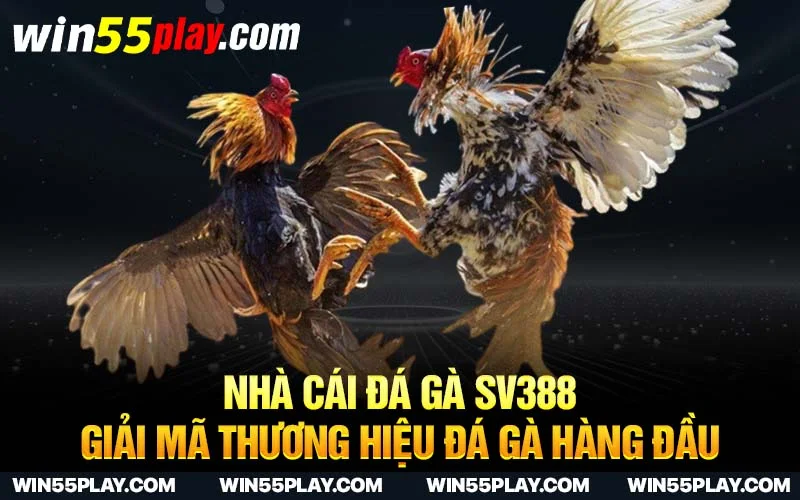 Nhà cái đá gà SV388 – Giải mã thương hiệu Đá gà hàng đầu 